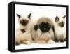 Birman-Cross Kittens with Pekingese Puppy-Jane Burton-Framed Stretched Canvas