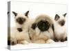 Birman-Cross Kittens with Pekingese Puppy-Jane Burton-Stretched Canvas