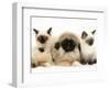 Birman-Cross Kittens with Pekingese Puppy-Jane Burton-Framed Premium Photographic Print