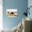 Birman-Cross Kittens with Pekingese Puppy-Jane Burton-Photographic Print displayed on a wall