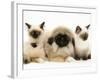 Birman-Cross Kittens with Pekingese Puppy-Jane Burton-Framed Photographic Print