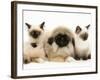 Birman-Cross Kittens with Pekingese Puppy-Jane Burton-Framed Photographic Print