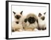 Birman-Cross Kittens with Pekingese Puppy-Jane Burton-Framed Photographic Print