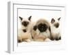 Birman-Cross Kittens with Pekingese Puppy-Jane Burton-Framed Photographic Print