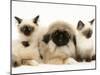 Birman-Cross Kittens with Pekingese Puppy-Jane Burton-Mounted Photographic Print