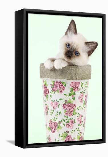 Birman Kitten in Flowerpot-null-Framed Stretched Canvas
