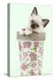 Birman Kitten in Flowerpot-null-Stretched Canvas