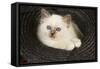 Birman Kitten in Hat-null-Framed Stretched Canvas