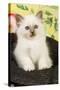 Birman Kitten in Hat-null-Stretched Canvas