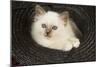 Birman Kitten in Hat-null-Mounted Photographic Print