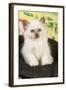 Birman Kitten in Hat-null-Framed Photographic Print