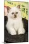 Birman Kitten in Hat-null-Mounted Photographic Print