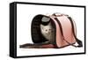 Birman Kitten in Studio in Carrying Bag-null-Framed Stretched Canvas