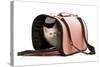 Birman Kitten in Studio in Carrying Bag-null-Stretched Canvas