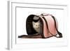 Birman Kitten in Studio in Carrying Bag-null-Framed Photographic Print