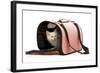 Birman Kitten in Studio in Carrying Bag-null-Framed Photographic Print