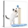 Birman Kitten Playing with Scratch Post-null-Stretched Canvas