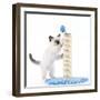 Birman Kitten Playing with Scratch Post-null-Framed Photographic Print