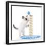 Birman Kitten Playing with Scratch Post-null-Framed Photographic Print