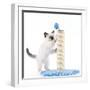 Birman Kitten Playing with Scratch Post-null-Framed Photographic Print