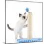 Birman Kitten Playing with Scratch Post-null-Mounted Photographic Print