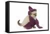 Birman Kitten Wearing Purple Hat and Scarf-null-Framed Stretched Canvas