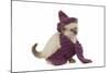 Birman Kitten Wearing Purple Hat and Scarf-null-Mounted Photographic Print