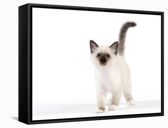 Birman Kitten-null-Framed Stretched Canvas