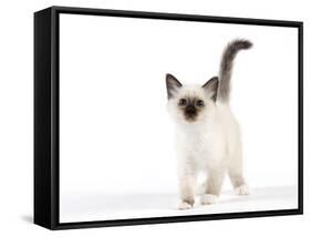 Birman Kitten-null-Framed Stretched Canvas