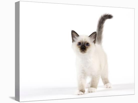 Birman Kitten-null-Stretched Canvas