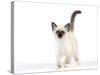 Birman Kitten-null-Stretched Canvas