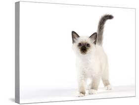 Birman Kitten-null-Stretched Canvas