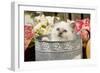 Birman Kitten-null-Framed Photographic Print