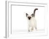 Birman Kitten-null-Framed Photographic Print