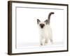 Birman Kitten-null-Framed Photographic Print