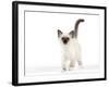 Birman Kitten-null-Framed Photographic Print