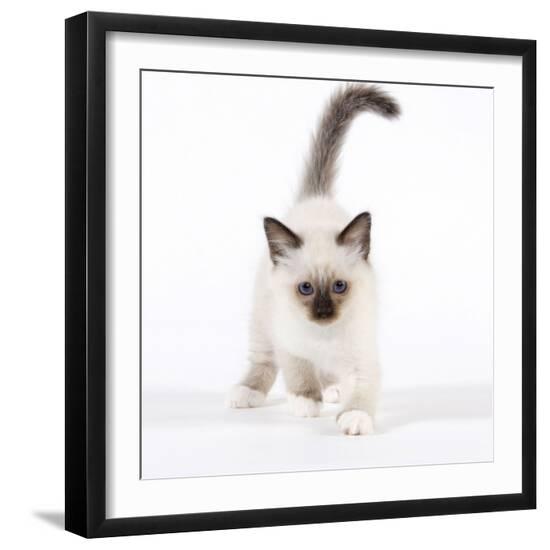 Photographic Print, , large