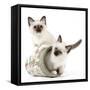 Birman Kittens in Flowerpot-null-Framed Stretched Canvas