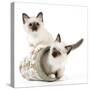 Birman Kittens in Flowerpot-null-Stretched Canvas