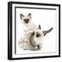 Birman Kittens in Flowerpot-null-Framed Photographic Print