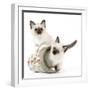 Birman Kittens in Flowerpot-null-Framed Photographic Print