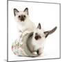 Birman Kittens in Flowerpot-null-Mounted Photographic Print