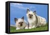 Birman Kittens Playing with Flowerpot-null-Framed Stretched Canvas