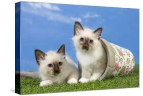 Birman Kittens Playing with Flowerpot-null-Stretched Canvas
