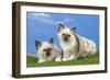 Birman Kittens Playing with Flowerpot-null-Framed Photographic Print