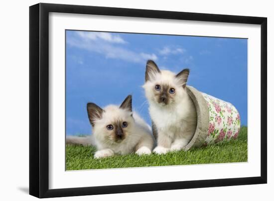 Birman Kittens Playing with Flowerpot-null-Framed Photographic Print