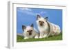Birman Kittens Playing with Flowerpot-null-Framed Photographic Print