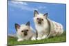 Birman Kittens Playing with Flowerpot-null-Mounted Photographic Print