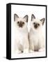 Birman Kittens-null-Framed Stretched Canvas
