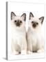 Birman Kittens-null-Stretched Canvas